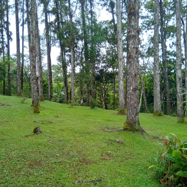 780