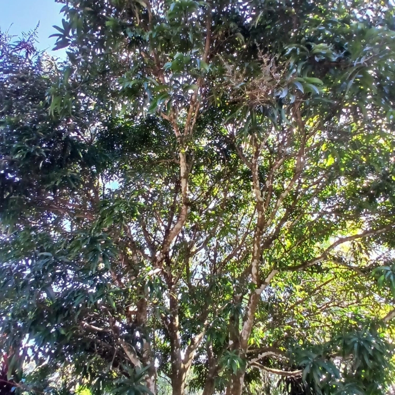 780