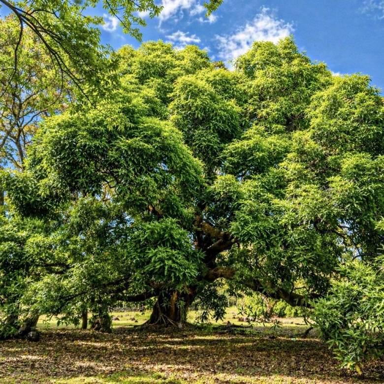780