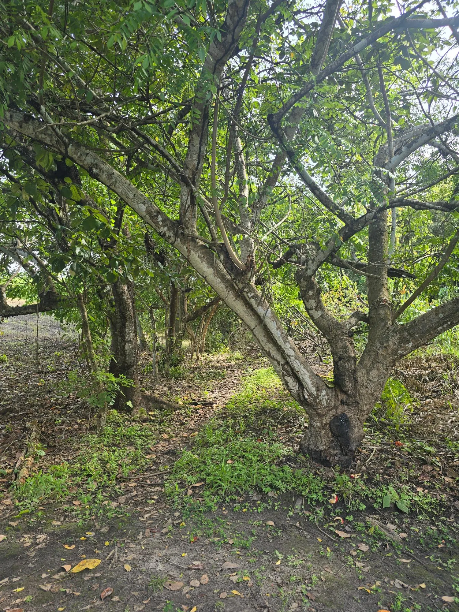 photo_server