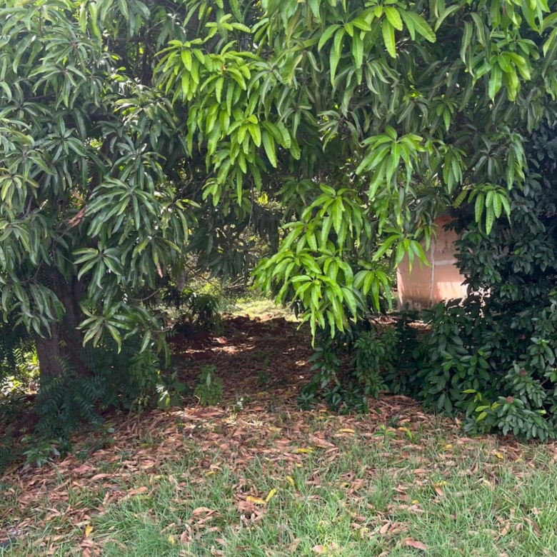 780