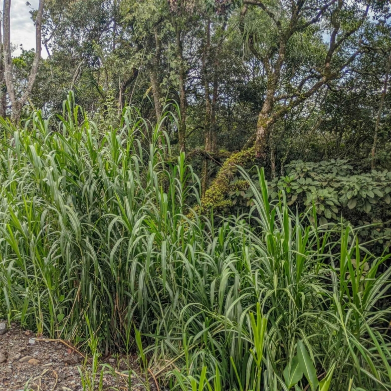 780