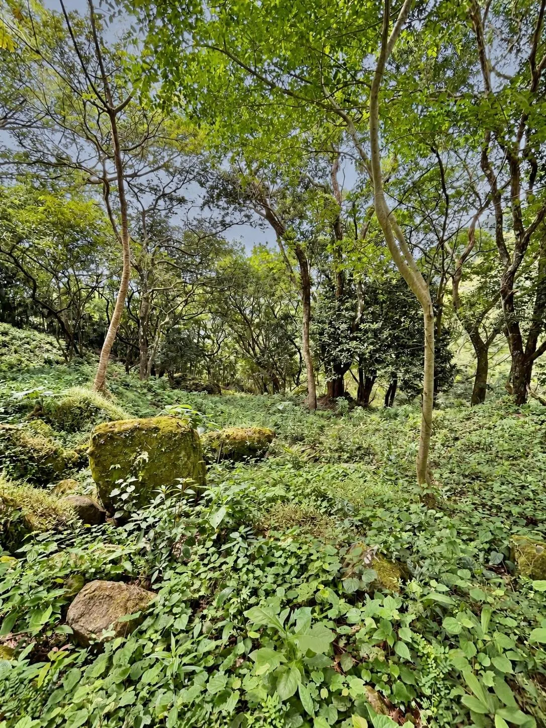 photo_server